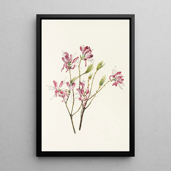 Mary Vaux Walcott - Rhodora Rhodora canadensis.webp