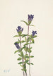 Gentiana des rives Gentiana affinis - Mary Vaux Walcott — widok dzieła