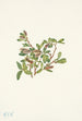 Salix petrophila - Mary Vaux Walcott — widok dzieła