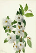 Salix vestita - Mary Vaux Walcott — widok dzieła