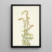 Armoise des rochers Artemisia discolor - Mary Vaux Walcott — oprawiony obraz na ścianie