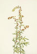Armoise des rochers Artemisia discolor - Mary Vaux Walcott — widok dzieła