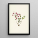 Kalmia des montagnes Rocheuses Kalmia microphylla - Mary Vaux Walcott — oprawiony obraz na ścianie