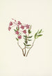 Kalmia des montagnes Rocheuses Kalmia microphylla - Mary Vaux Walcott — widok dzieła