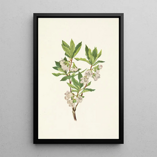 Mary Vaux Walcott - Rocky Mountain Rhododendron Rhododendron albiflorum.webp