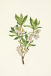 Rhododendron des montagnes Rocheuses Rhododendron albiflorum - Mary Vaux Walcott — widok dzieła