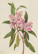 Rhododendron RoseBay Rhododendron carolinianum - Mary Vaux Walcott — widok dzieła