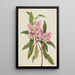Rhododendron RoseBay Rhododendron carolinianum - Mary Vaux Walcott — oprawiony obraz na ścianie
