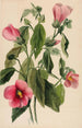 Gentiane rose Sabbatia angularis - Mary Vaux Walcott — widok dzieła