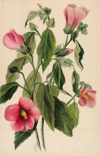 Mary Vaux Walcott - Rose Gentian Sabbatia angularis.webp