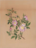 różowy mauve Hibiscus moscheutos - Mary Vaux Walcott — widok dzieła