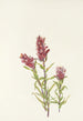 Castillieja różowa Castilleja pallida - Mary Vaux Walcott — widok dzieła