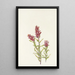 Castillieja różowa Castilleja pallida - Mary Vaux Walcott — oprawiony obraz na ścianie