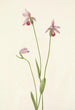 Pogonie różowe Pogonia ophioglossoides - Mary Vaux Walcott — widok dzieła