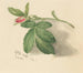 Rosebud - Mary Vaux Walcott — widok dzieła
