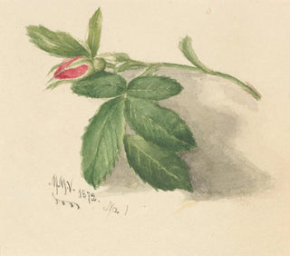 Rosebud - Mary Vaux Walcott — widok dzieła