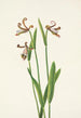 Orchidée bouton de różę Pogonia divaricata - Mary Vaux Walcott — widok dzieła