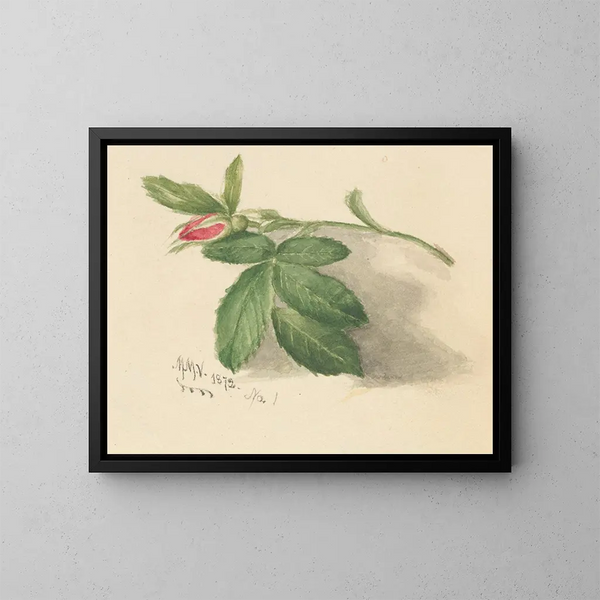Rosebud - Mary Vaux Walcott — oprawiony obraz na ścianie