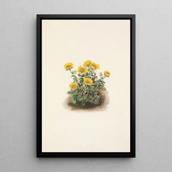 Mary Vaux Walcott - Rosette Cinquefoil Potentilia uniflora.webp
