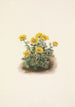 Potentilla w rozetce Potentilia uniflora - Mary Vaux Walcott — widok dzieła