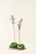 Orchis o okrągłych liściach Orchis rotundifolia - Mary Vaux Walcott — widok dzieła