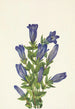 Gentiana à collerette Gentiana calycosa - Mary Vaux Walcott — widok dzieła