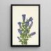 Gentiana à collerette Gentiana calycosa - Mary Vaux Walcott — oprawiony obraz na ścianie