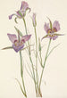 Mariposa na armoise Calochortus macrocarpus - Mary Vaux Walcott — widok dzieła
