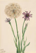 Salsifis Tragopogon porrifolius - Mary Vaux Walcott — widok dzieła