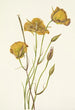 Mariposa de San Diego Calochortus weedii - Mary Vaux Walcott — widok dzieła
