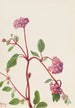 Verveine des sables Abronia umbellata - Mary Vaux Walcott — widok dzieła