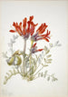 Loco écarlate Astragalus coccineus - Mary Vaux Walcott — widok dzieła