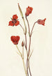 Mariposa écarlate Calochortus kennedyi - Mary Vaux Walcott — widok dzieła