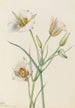 Ségo Lily Calochortus nuttallii - Mary Vaux Walcott — widok dzieła