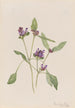 Prunelle pospolita Prunella vulgaris - Mary Vaux Walcott — widok dzieła