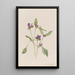 Prunelle pospolita Prunella vulgaris - Mary Vaux Walcott — oprawiony obraz na ścianie