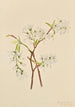 Amélanchier oblongifolia - Mary Vaux Walcott — widok dzieła
