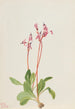 Dodecatheon hendersonii - Mary Vaux Walcott — widok dzieła