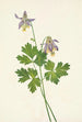 Ancolie à éperon court Aquilegia brevistyla - Mary Vaux Walcott — widok dzieła