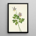 Ancolie à éperon court Aquilegia brevistyla - Mary Vaux Walcott — oprawiony obraz na ścianie