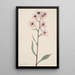 Aster conspicuus - Mary Vaux Walcott — oprawiony obraz na ścianie