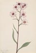 Aster conspicuus - Mary Vaux Walcott — widok dzieła