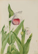 Sabot de la Vierge Cypripedium reginae - Mary Vaux Walcott — widok dzieła