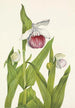 Sabot de la Vierge Cypripedium reginae - Mary Vaux Walcott — widok dzieła