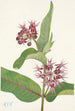 Asclépiade speciosa - Mary Vaux Walcott — widok dzieła