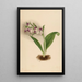 spektakularnych orchidei Orchis spectabilis - Mary Vaux Walcott — oprawiony obraz na ścianie