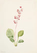 Pyrole asarifolia - Mary Vaux Walcott — widok dzieła