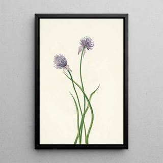 Mary Vaux Walcott - Siberian Onion Allium sibericum.webp