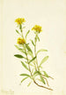 Solidage ciliosa - Mary Vaux Walcott — widok dzieła