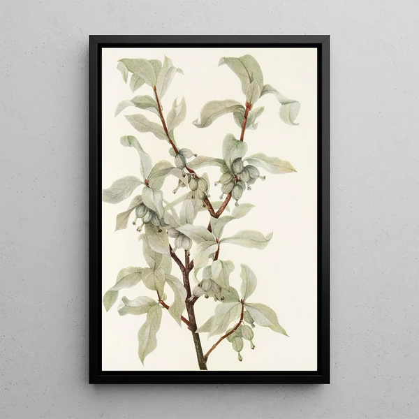 Mary Vaux Walcott - Silverberry fruit Elaeagnus commutata.webp